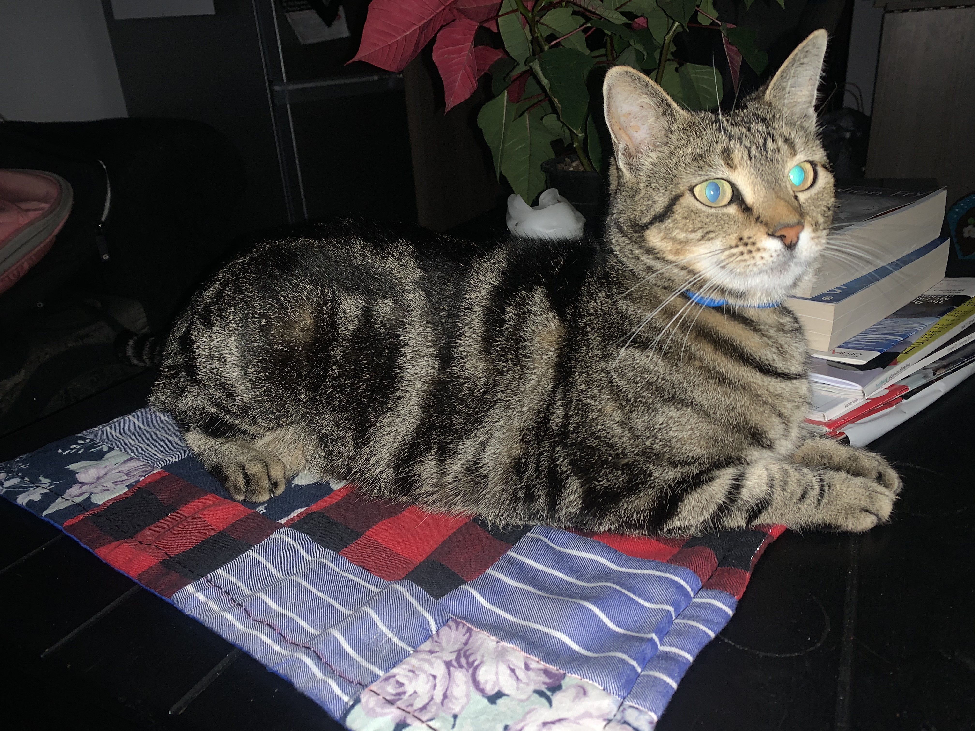 Handmade Kitty Kennel Quilt WeAllSew